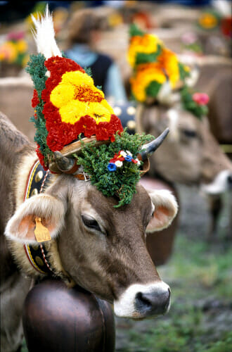 Désalpe: It's a good day to be a cow.