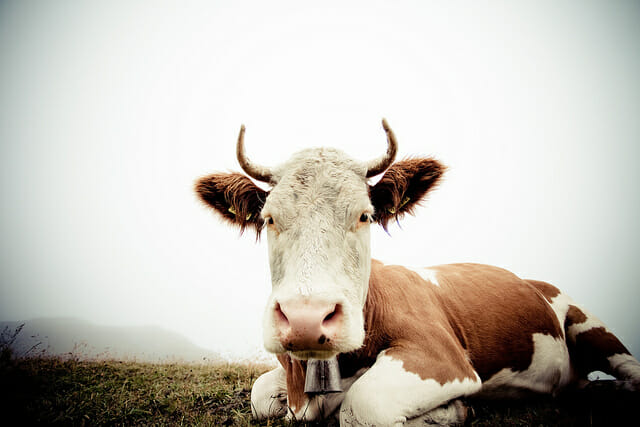 Not everyone runs in Grindelwald. Some take life a bit more leisurely.