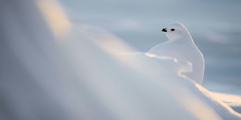 rock ptarmigan in flight