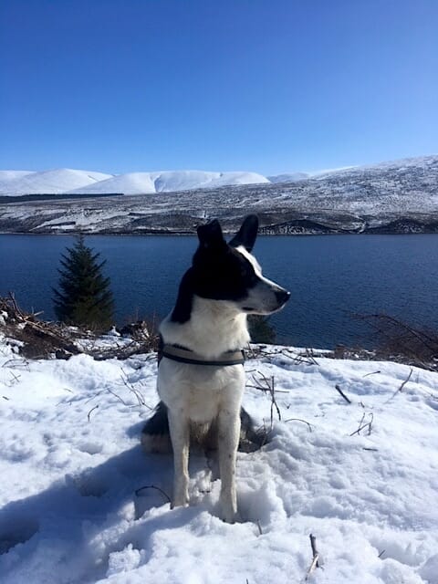 Simon Run the Alps Guide Dog Patch