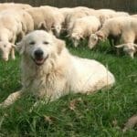 In the High Alps, Where Tough Dogs Guard Sheep