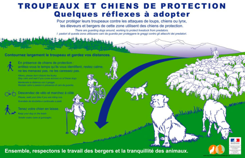 Advice for encounters with 'Patou', or guardian dogs