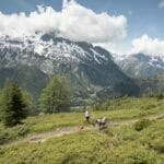 Trail Dogs of Run the Alps