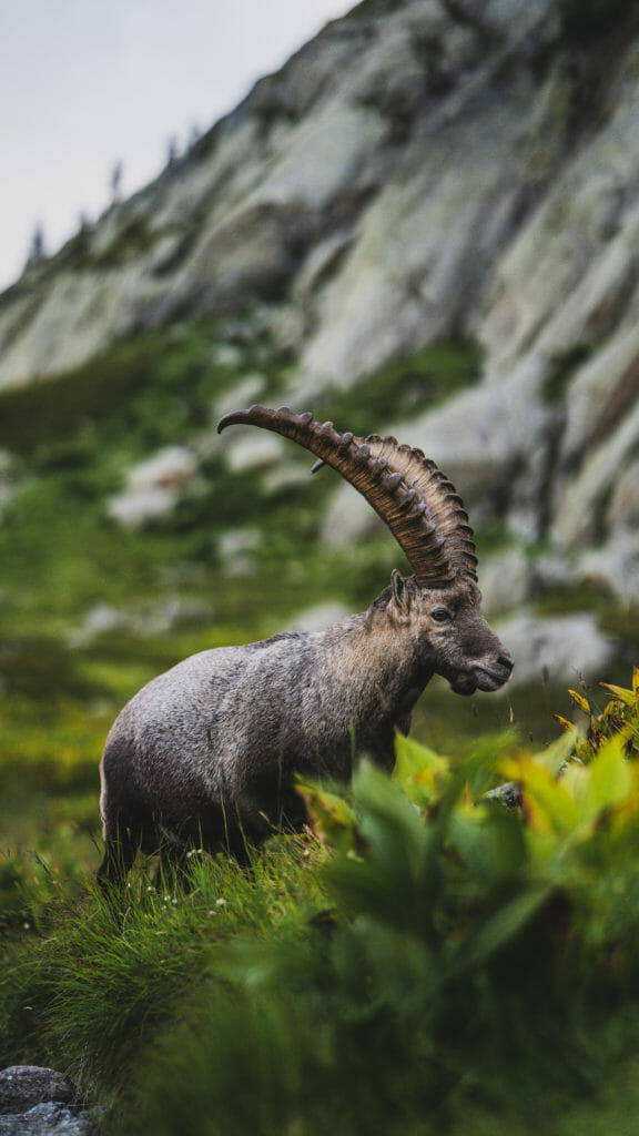 An Ibex above Chamonix France