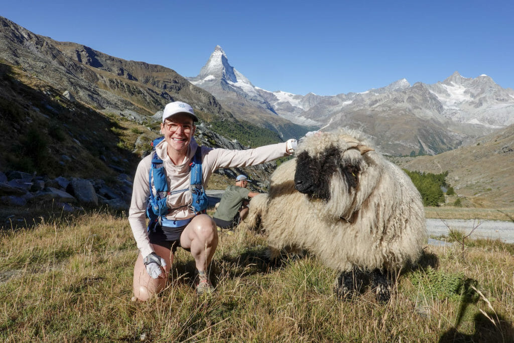 A trail runner with a black nosed sheep and the matterhorn in the background