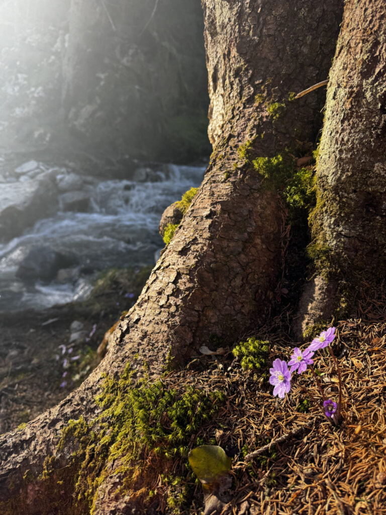 flowers by a river