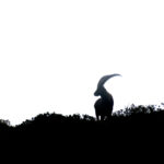 Ibex, chamois, mouflon & deer in the Alps: What just ran by?  